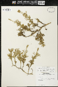 Diphasiastrum complanatum image