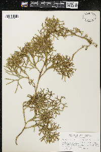 Diphasiastrum complanatum image