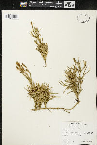 Diphasiastrum complanatum image
