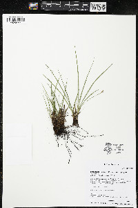 Carex tonsa var. rugosperma image