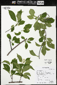 Celastrus scandens image