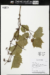 Vitis riparia image