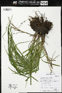 Carex sparganioides image