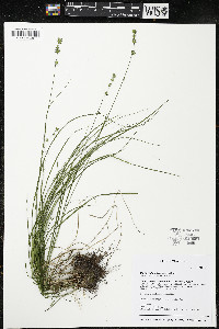 Carex radiata image