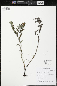 Lithospermum canescens image