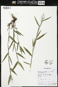 Dichanthelium scribnerianum image