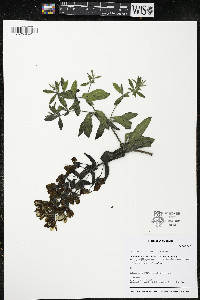 Baptisia bracteata image