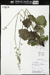 Heuchera richardsonii image