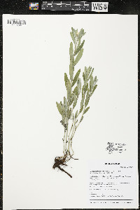 Lithospermum canescens image