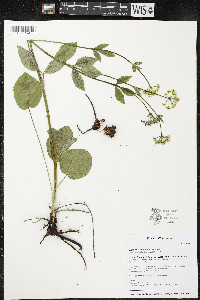 Zizia aptera image
