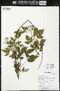 Rubus occidentalis image