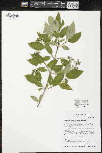 Cornus foemina subsp. racemosa image
