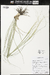 Hesperostipa spartea image