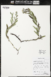 Lithospermum canescens image