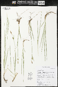 Carex meadii image