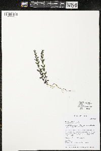 Scutellaria parvula image