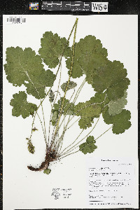 Heuchera richardsonii image