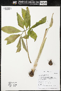 Arisaema dracontium image