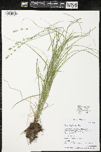 Carex radiata image