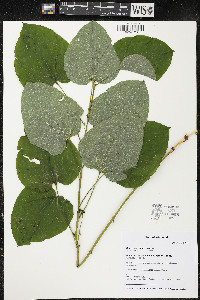 Smilax ecirrhata image