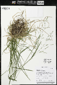 Poa alsodes image