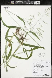 Milium effusum image