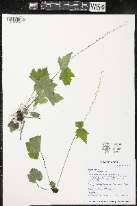 Mitella diphylla image