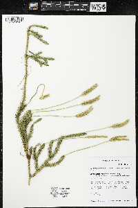 Lycopodium lagopus image