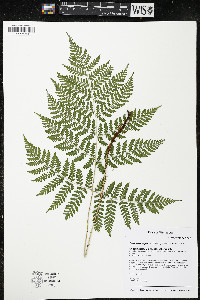 Dryopteris expansa image