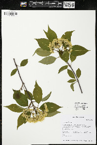 Viburnum lentago image