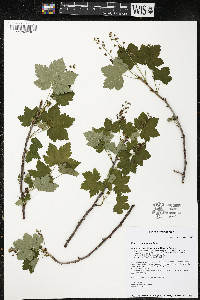 Ribes glandulosum image