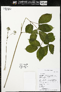 Aralia nudicaulis image