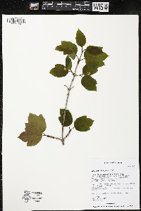 Viburnum edule image