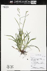 Carex arctata image