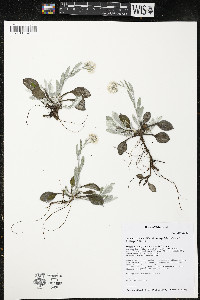 Antennaria parlinii subsp. fallax image