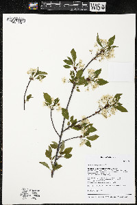 Prunus pensylvanica image