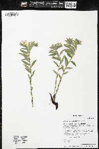 Lithospermum canescens image