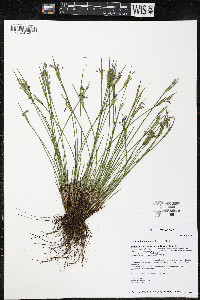 Sisyrinchium campestre image