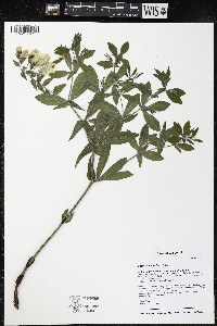 Baptisia bracteata image