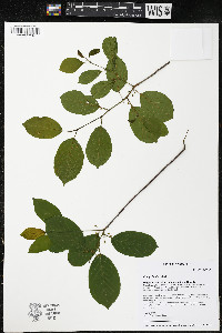 Frangula alnus image