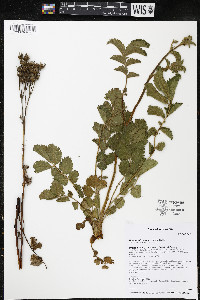 Drymocallis arguta image