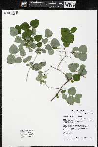 Symphoricarpos albus image