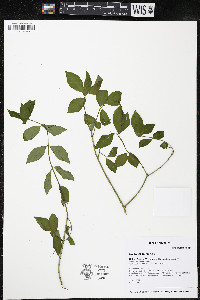 Euonymus europaeus image