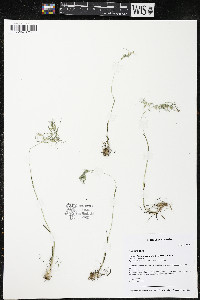 Poa bulbosa image