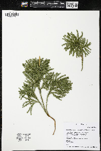 Dendrolycopodium dendroideum image