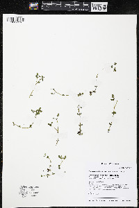 Chrysosplenium americanum image
