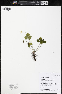 Coptis trifolia image