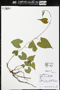 Fallopia cilinodis image