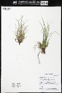 Carex tonsa image