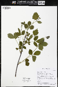 Rubus wheeleri image